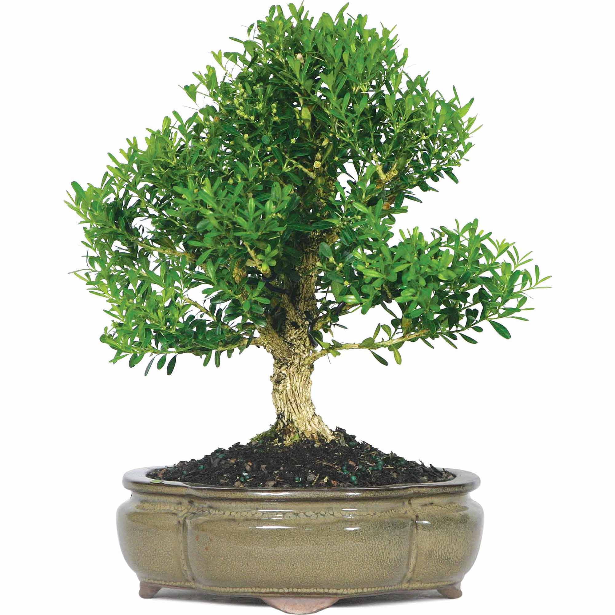 Harland Boxwood Bonsai Tree by Brussel's Bonsai
