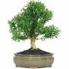 Brussel's Harland Boxwood Bonsai - Large - (Outdoor)