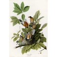 thumbnail image 3 of Vintage Apple Collection 13x18 Black Modern Framed Museum Art Print Titled - American Robin, 3 of 5