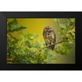 thumbnail image 2 of Zygmunt, Milan 18x13 Black Modern Framed Museum Art Print Titled - Eurasian Scops Owl, 2 of 5