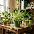 thumbnail image 4 of NYGardenia Live Variegated Spider Plant in 4" Nursery Pot, Easy Care Indoor Houseplant, 4 of 5