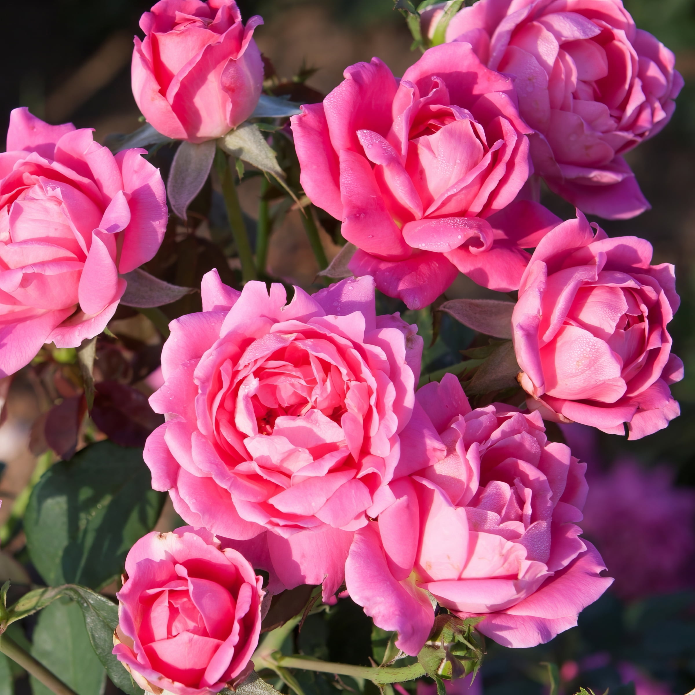 National Plant Network Bare Root Knock Out Rose Tree Double Pink