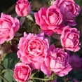 thumbnail image 4 of National Plant Network Bare Root Knock Out Rose Tree Double Pink, 4 of 9
