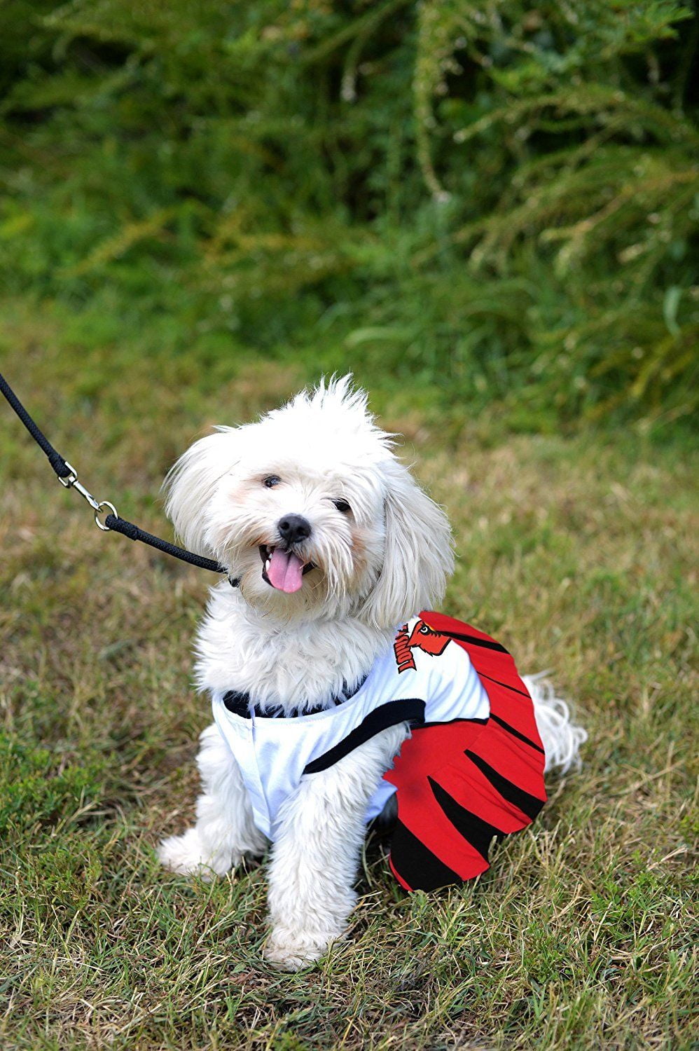 Pets First College Louisville Cardinals Cheerleader, 3 Sizes Pet