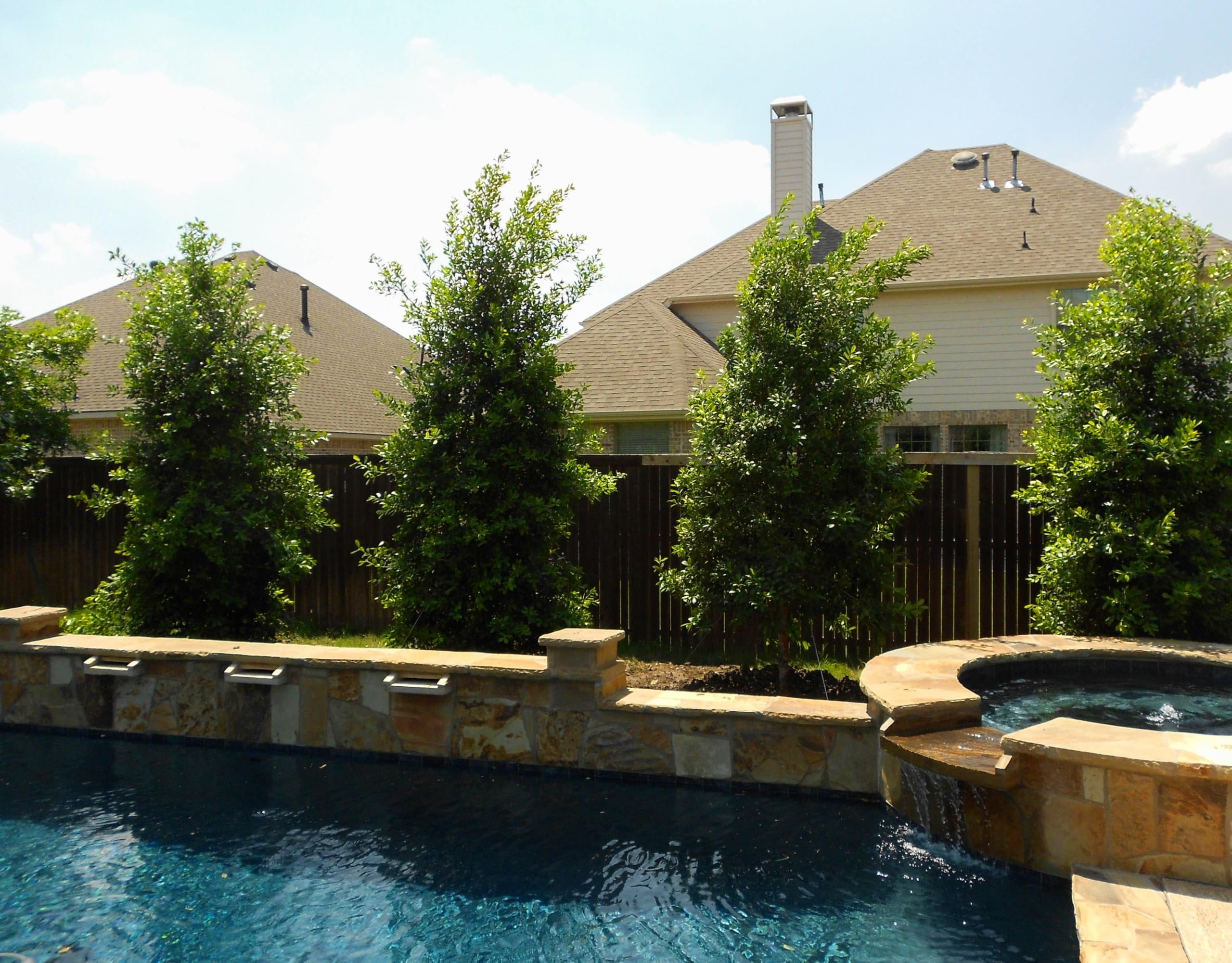 Eagleston Holly Tree  10 Live Plants  Ilex X Attenuata  Beautiful Red Berries  Privacy Screening Hedge Foliage