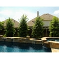 thumbnail image 4 of Eagleston Holly Tree  3 Live Plants  Ilex X Attenuata  Beautiful Red Berries  Privacy Screening Hedge Foliage, 4 of 9