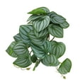 thumbnail image 4 of Reptiles Simulation Leaves Decoration, Fade Resistant Plastic Fake Leaves 9.8in With Powerful Suction Cup For Reptile Tank, 4 of 8