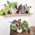 thumbnail image 3 of Element Easy to Grow Mini House Plants (12PK), Air Purifying Live Plants, 2" Pots, Houseplant Variety Pack, 3 of 16