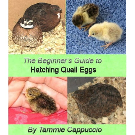 The Beginner's Guide to Hatching Quail Eggs - (Best Quail For Eggs)
