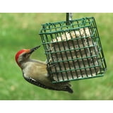 C&S Products Woodpecker Suet Treat, 11 oz Cake, Wild Bird Food
