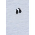 thumbnail image 2 of Gentoo Penguins Climb The Side Of An Iceberg Floating In Neko Harbour Antarctica Poster Print, 2 of 2