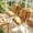 Brown, variant on Thickened Non-Slide Plush Cat Seat Cushion for Chair, Stool, and Sofa Back Support