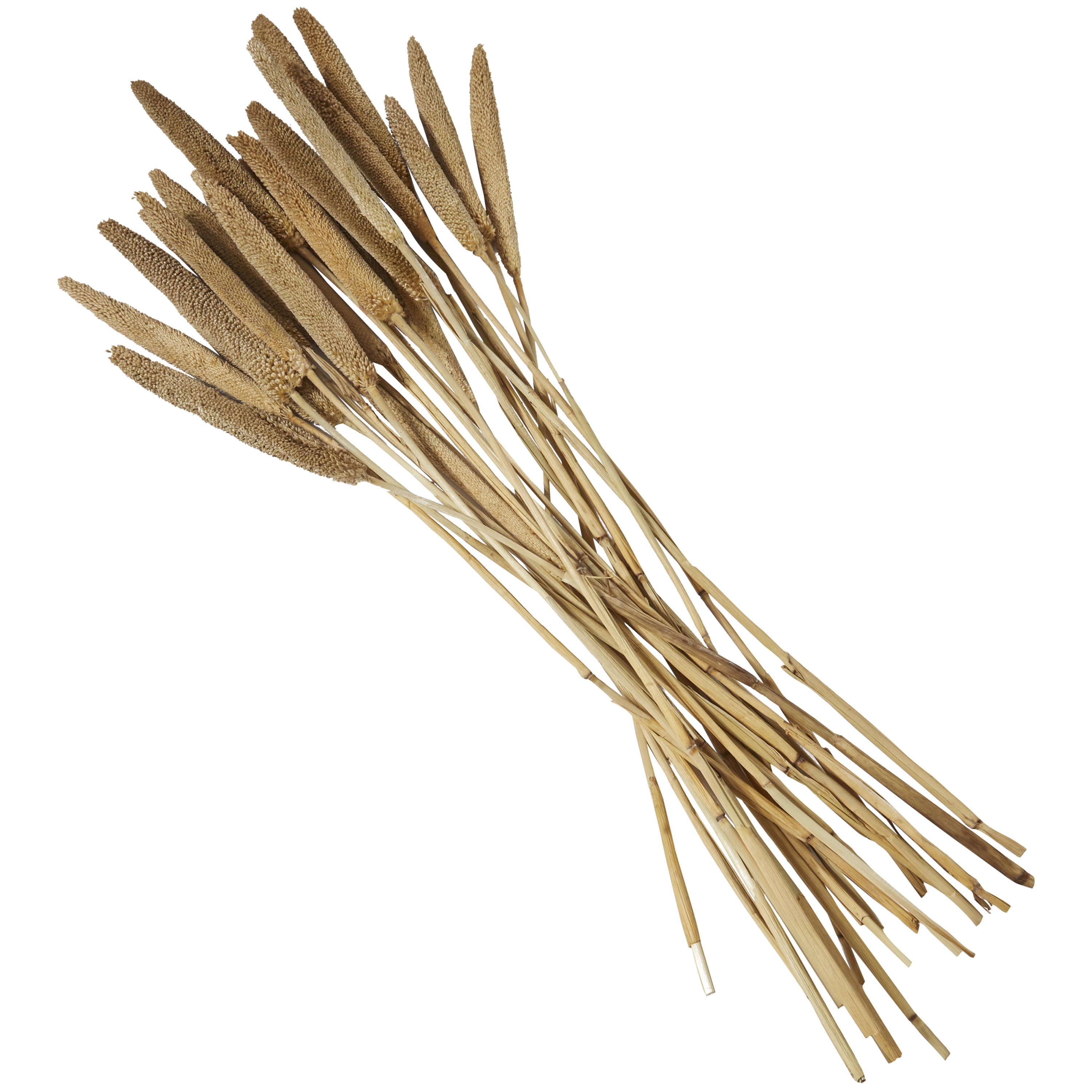 20" Dried Plant Natural Foliage Bunny Tail Bouquet with Long Stems, by DecMode