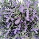 thumbnail image 3 of Wosthever 4 flores artificiales de plástico para interiores o exteriores con lavanda artificial versátil de bajo mantenimiento Decoración púrpura, 3 of 6