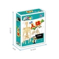 thumbnail image 2 of Human Body Model Skeleton Simple Assembly Learning Tool Kit Anatomy Model Display STEM Gift Teaching Supplies, 2 of 6