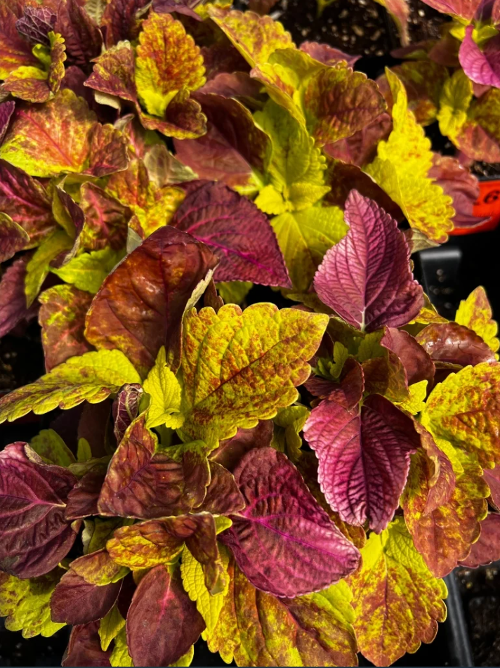 Pack of 3 Alabama Sunset Coleus Live Starter Plant for Planting, Rare Fast Growing Plants, Multicolored Bloom, 4-8 Inch Tall, No Ship Pot
