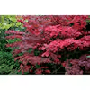 Bloodgood Japanese Maple Ornamental Live Tree in 3-Gallon Grower Pot