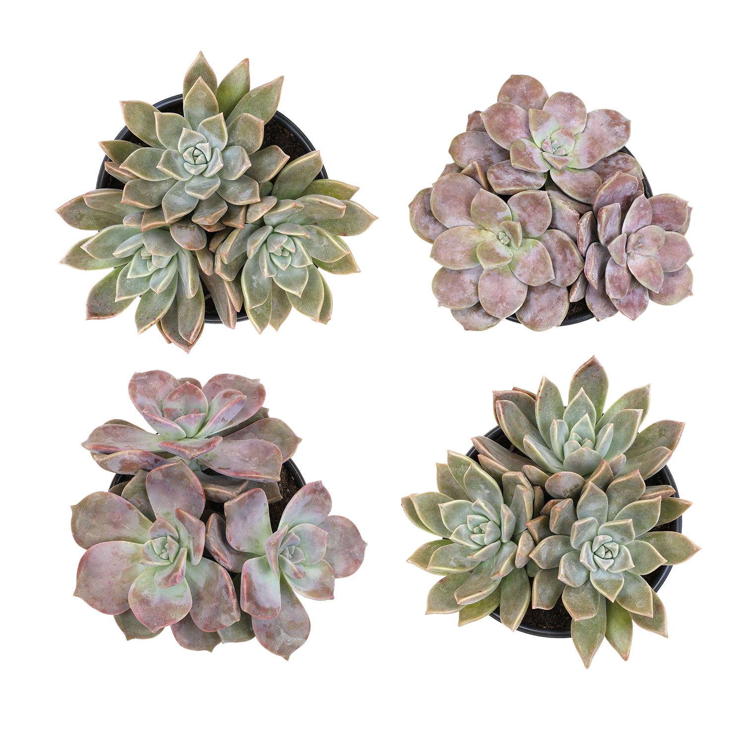 Element by Altman Plants Ghost Succulents Easy Plant 4-Pack; 1qt. Grower Pots; Full Sun