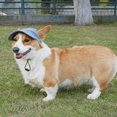 thumbnail image 2 of Pet Sun Shield Hat, Breathable Casual Dog Hat with Sticky Texture for Summer Outings, 2 of 5