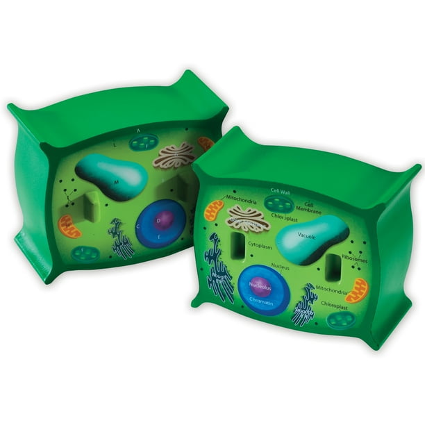 Soft Foam CrossSection Plant Cell Model