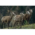 thumbnail image 2 of Fitzharris, Tim 32x23 Gold Ornate Wood Framed with Double Matting Museum Art Print Titled - Bighorn Sheep, 2 of 4