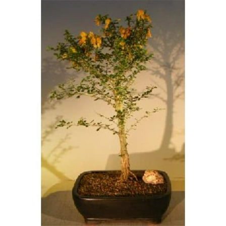 Bonsai Boy of   York e3213 Flowering Jamaican Raintree Bonsai Tree - Brya Ebenus