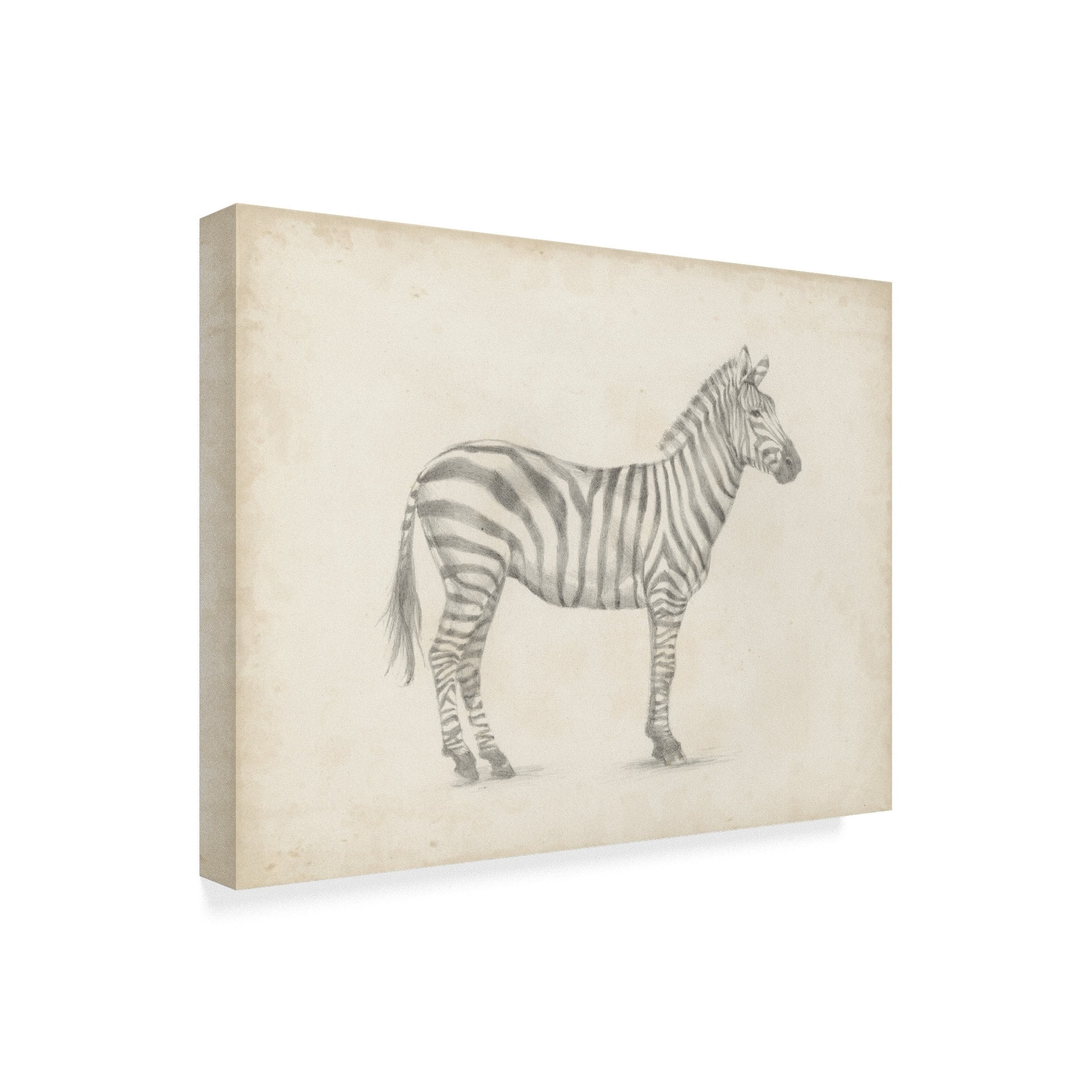 Trademark Fine Art 'Zebra Sketch' Canvas Art by Ethan Harper