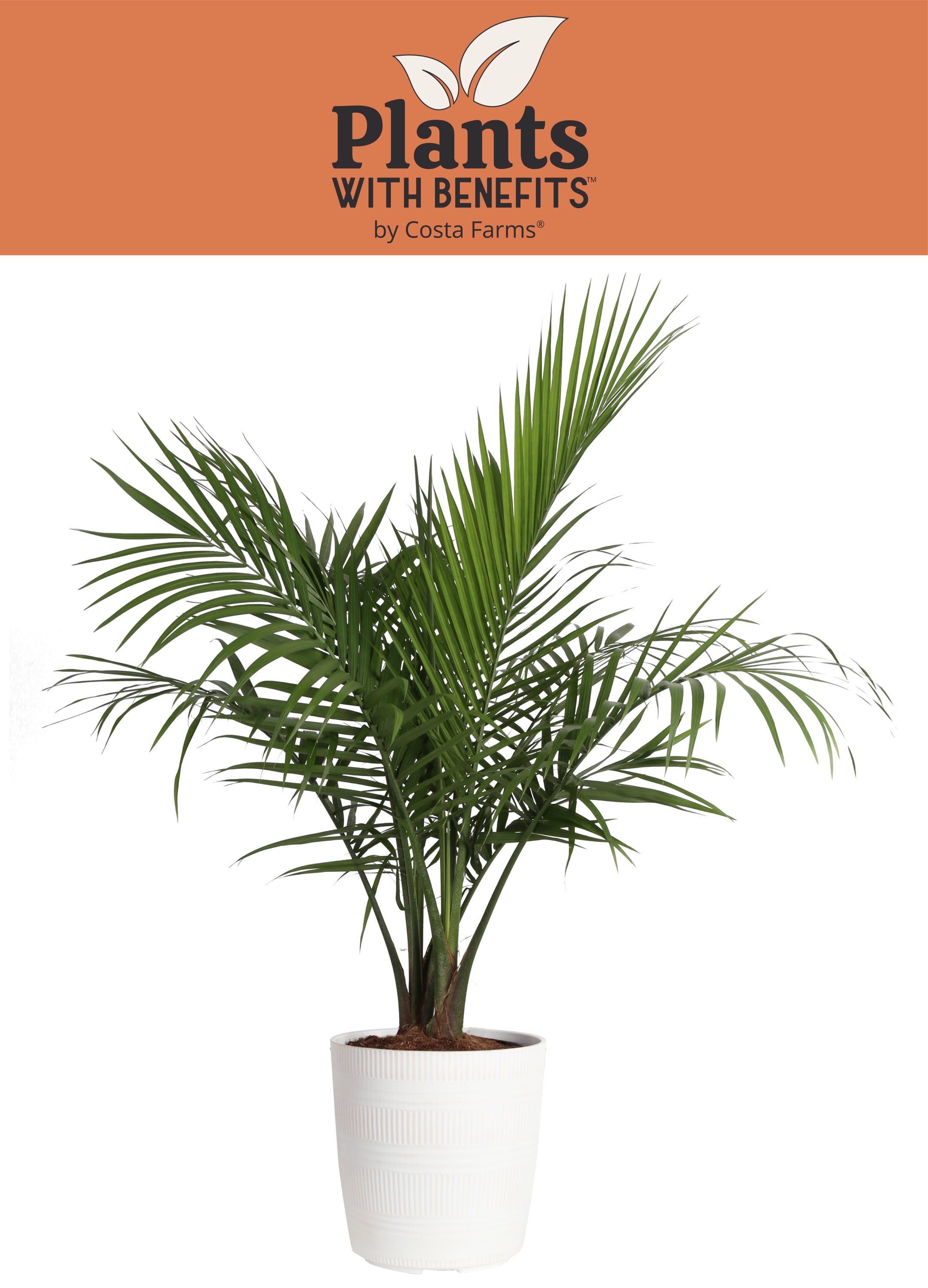 Plants with Benefits Live Green Majesty Palm Plant in 10in. Dcor Pot