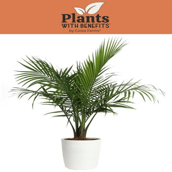 s with Benefits Live Green Majesty Palm  in 10in. Dcor Pot