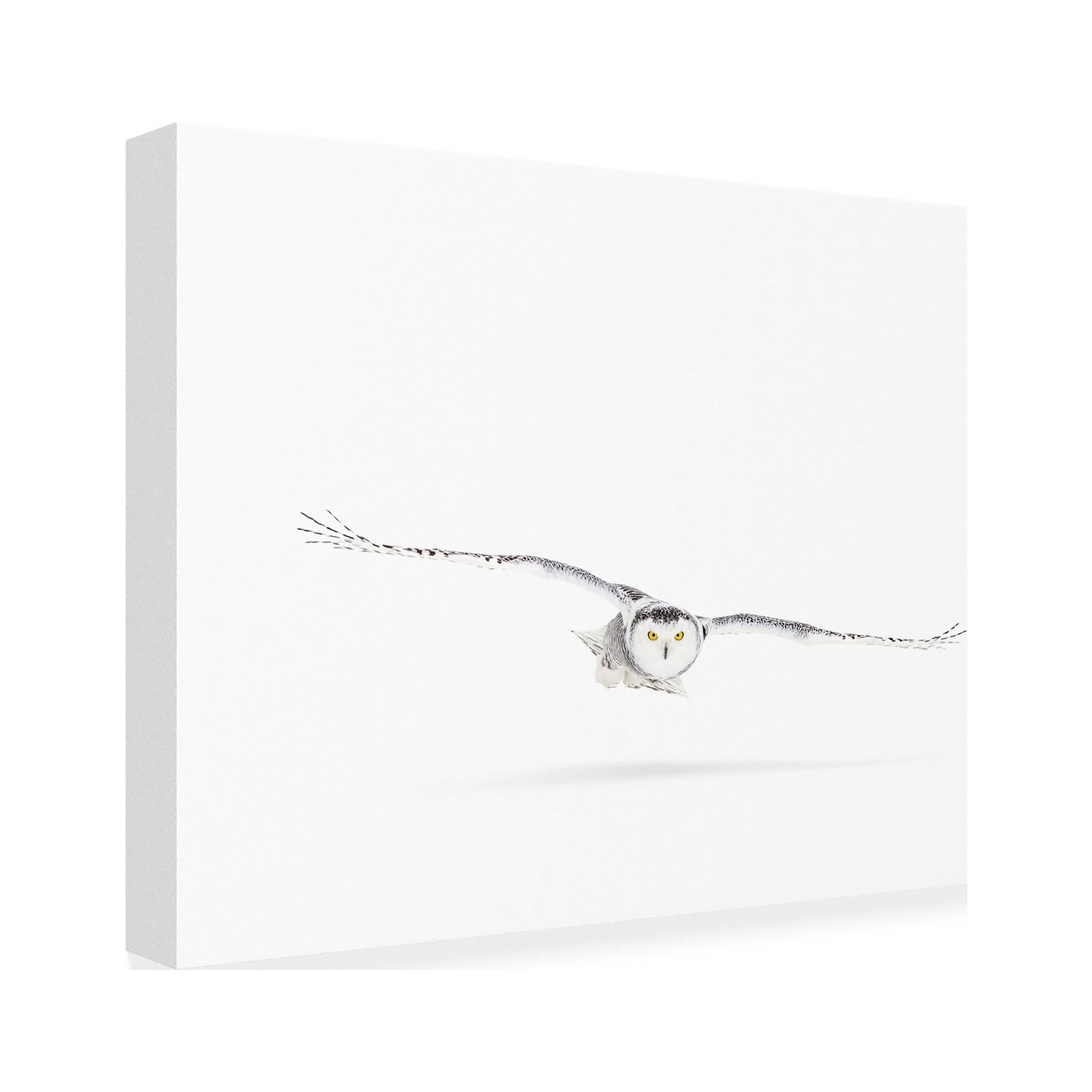 Jim Cumming 'Snowy Owl On The Hunt' Canvas Art