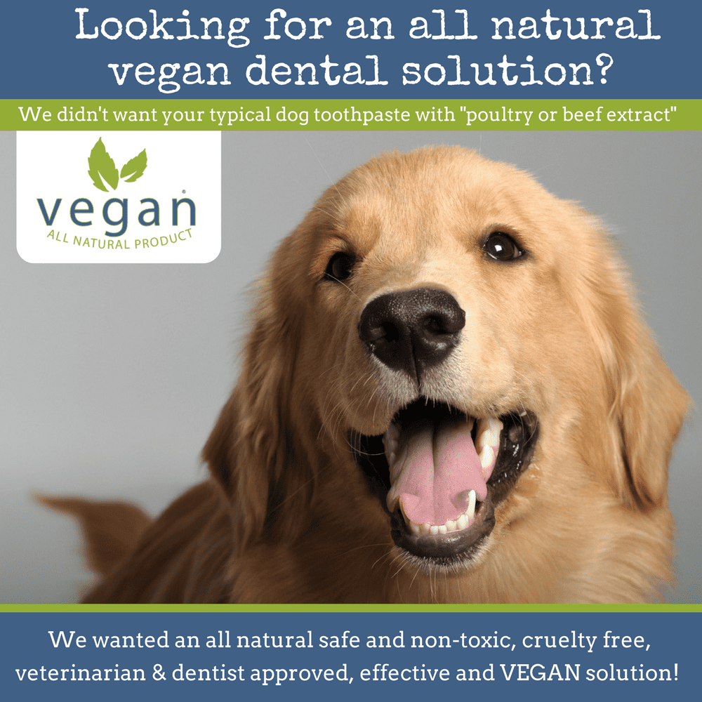 non toxic dog toothpaste