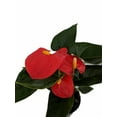 thumbnail image 3 of Orange Champion Anthurium Plant - 4" Pot-Great Gift, 3 of 3