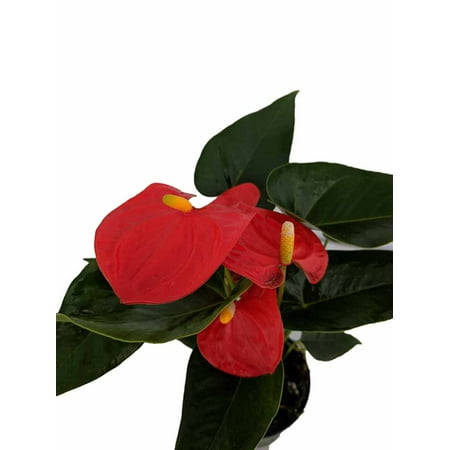 Orange Champion Anthurium Plant - Easy to Grow House Plant- 4