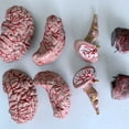 thumbnail image 3 of Inteprter Modelo de cerebro de PVC resistente a impactos, resistente a desgarros y arañazos para mayor durabilidad, enseñanza de 8 piezas Kits de experimentos de química, 3 of 6