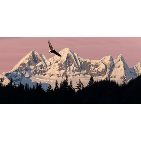Bald Eagle In Flight At Sunset With Mendenhall Towers In Background Tongass National Forest Juneau Southeast Alaska Summer Composite Canvas Art - John Hyde  Design Pics (20 x