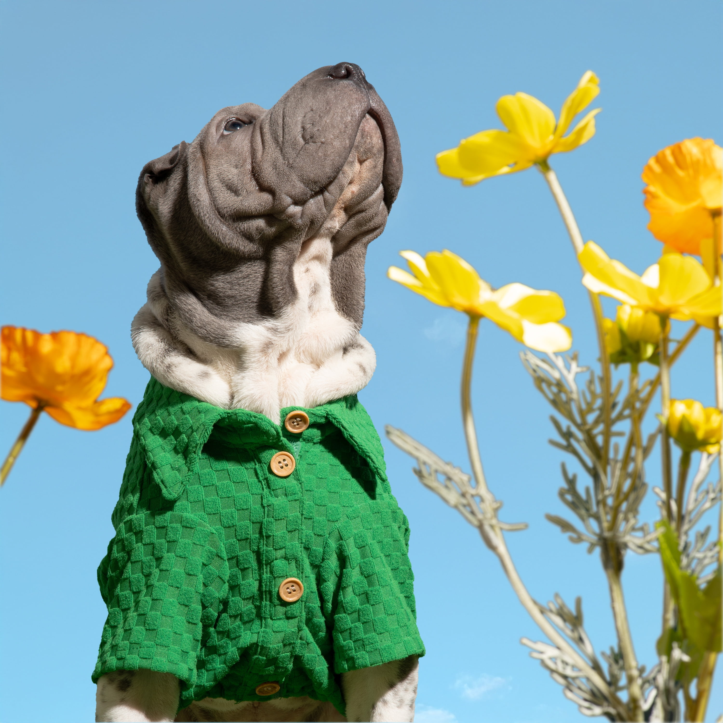 Oodles Green Boxy Button-Up Checkered Spring Dog T-Shirt, XS