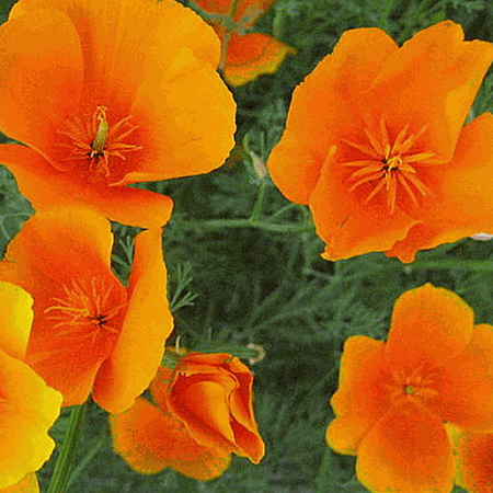 Everwilde Farms - 1000 Orange California Poppy Native Wildflower Seeds - Gold Vault Jumbo Bulk Seed