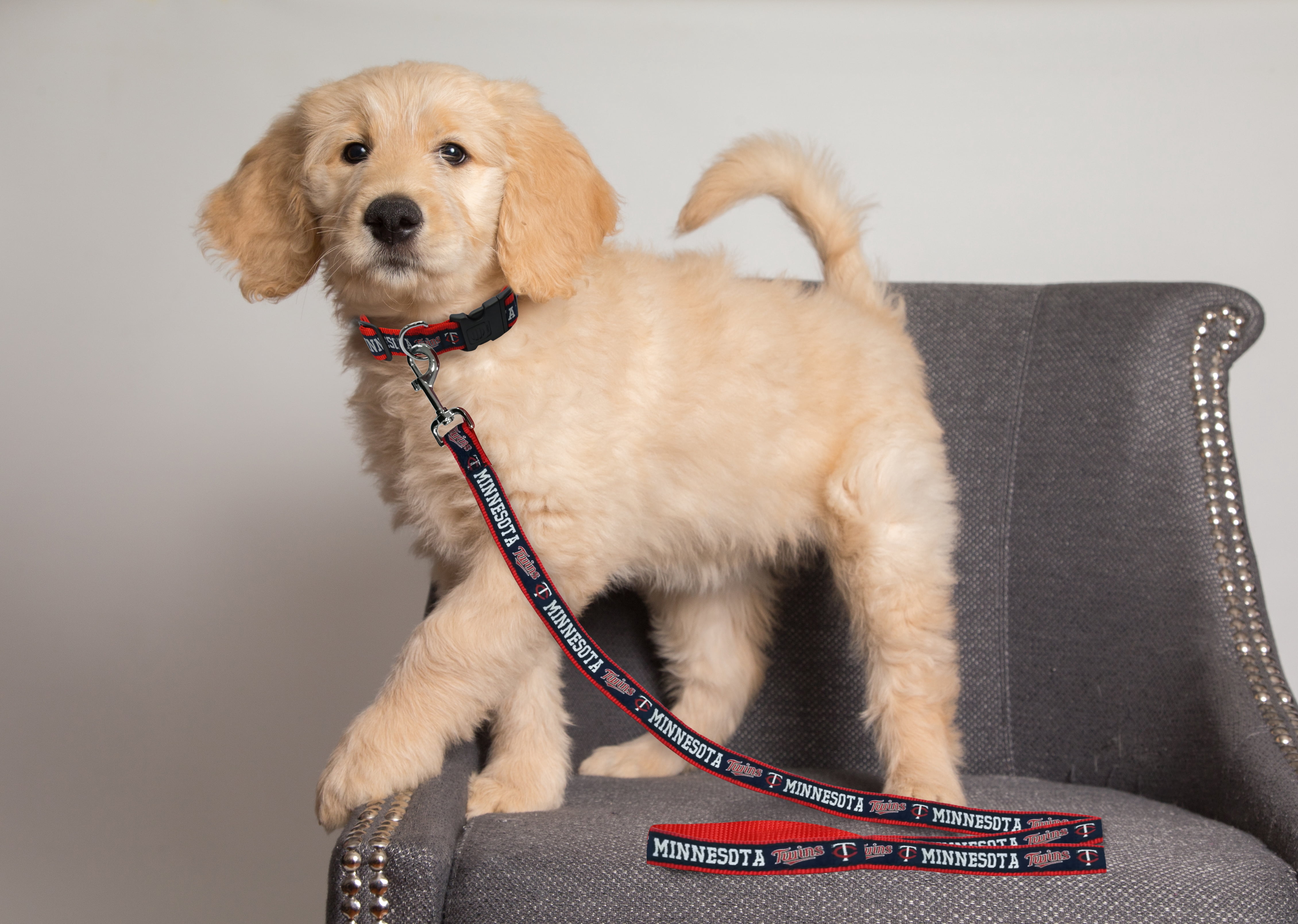 Pets First MLB Minnesota Twins Cats and Dogs Durable Pet Leash, Medium