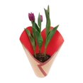 thumbnail image 3 of Tulipán en maceta 6 pulgadas, 3 of 4