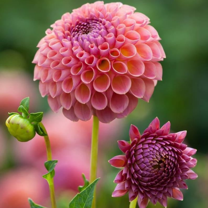 40 Seeds Jowey Winnie Dahlia Seeds - Pollinator Friendly,, Heirloom Flower Seeds for Garden Blooms