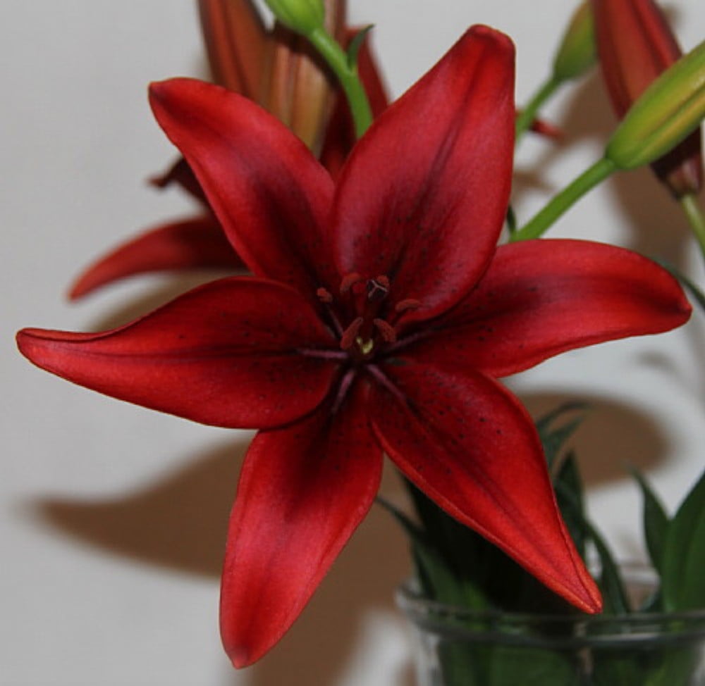 Black Out Asiatic Lily 2 Bulbs 14/16cm Deep Red