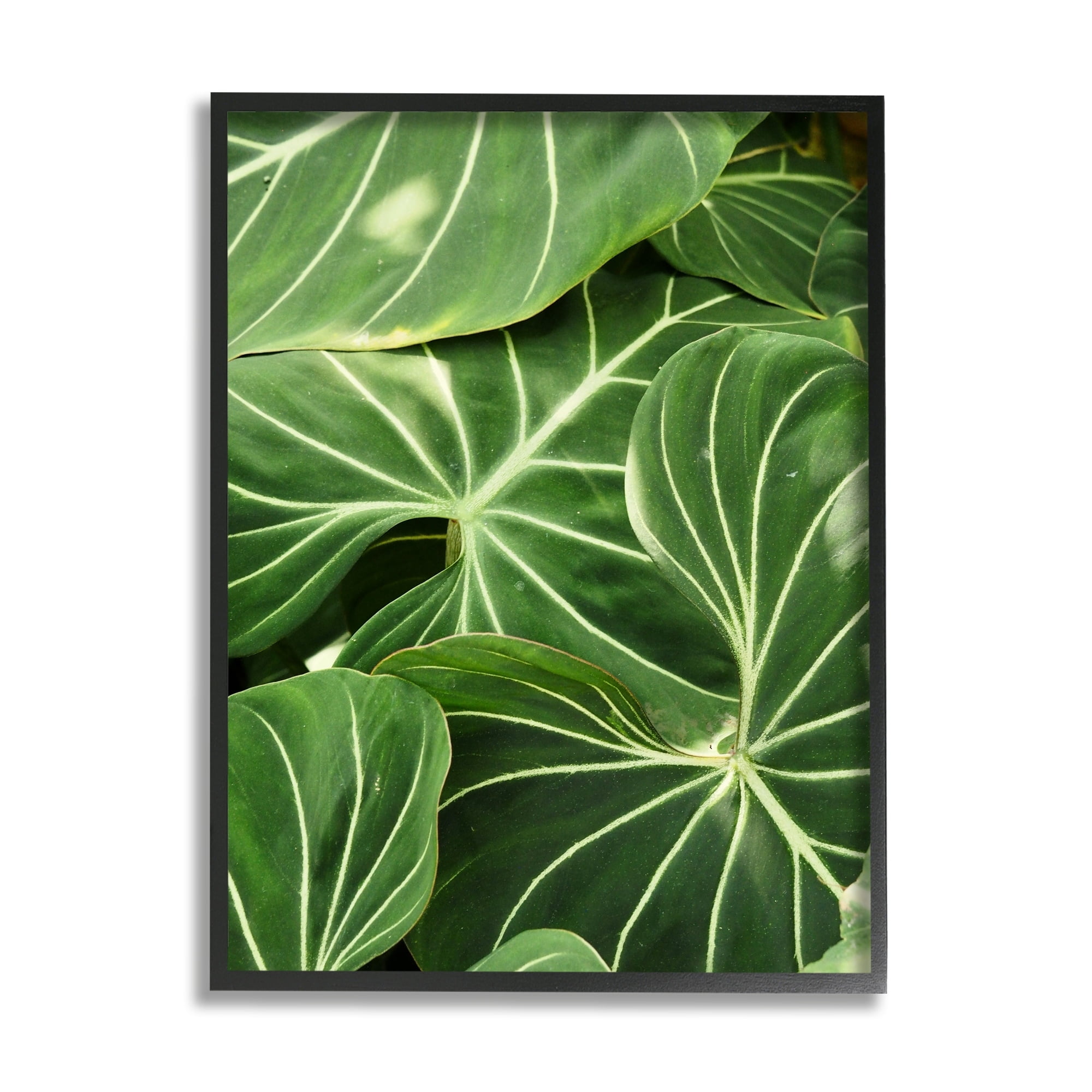 Stupell Industries Lush Green Leaves Vegetation Tropical Plant Photography Photograph Black Framed Art Print Wall Art, Design by Gail Peck
