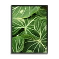 thumbnail image 5 of Stupell Industries Lush Green Leaves Vegetation Tropical Plant Photography Photograph Black Framed Art Print Wall Art, Design by Gail Peck, 5 of 5