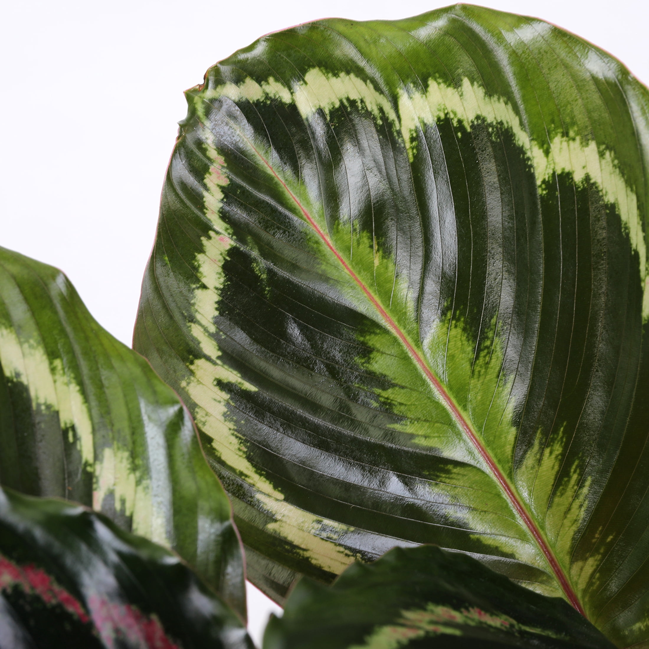 Wild Interiors Calathea Medallion in Neutral Beige Pot – 5in Tropical Houseplant