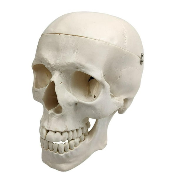 Le corps humain - modèle d'anatomie du crâne, numéroté (3 parties)