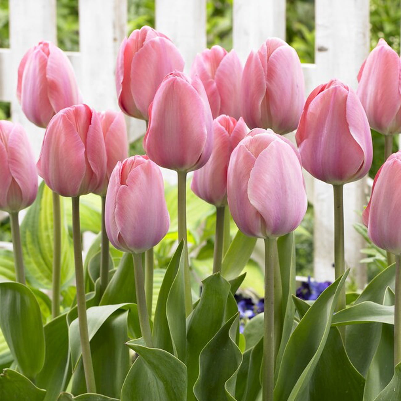 Van Zyverden Tulips Mystic van Eijk Set of 12 Bulbs, Pink, Partial Sun, Perennial