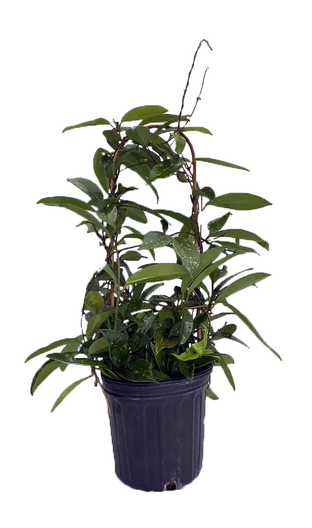 Pubicalyx Wax Plant - Hoya - Great House Plant - 8