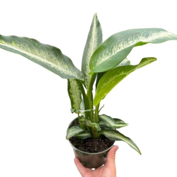 Dieffenbachia Panther, 6" Pot, Indoor Houseplant, Easy Care, Live Plant for Indoor & Outdoor