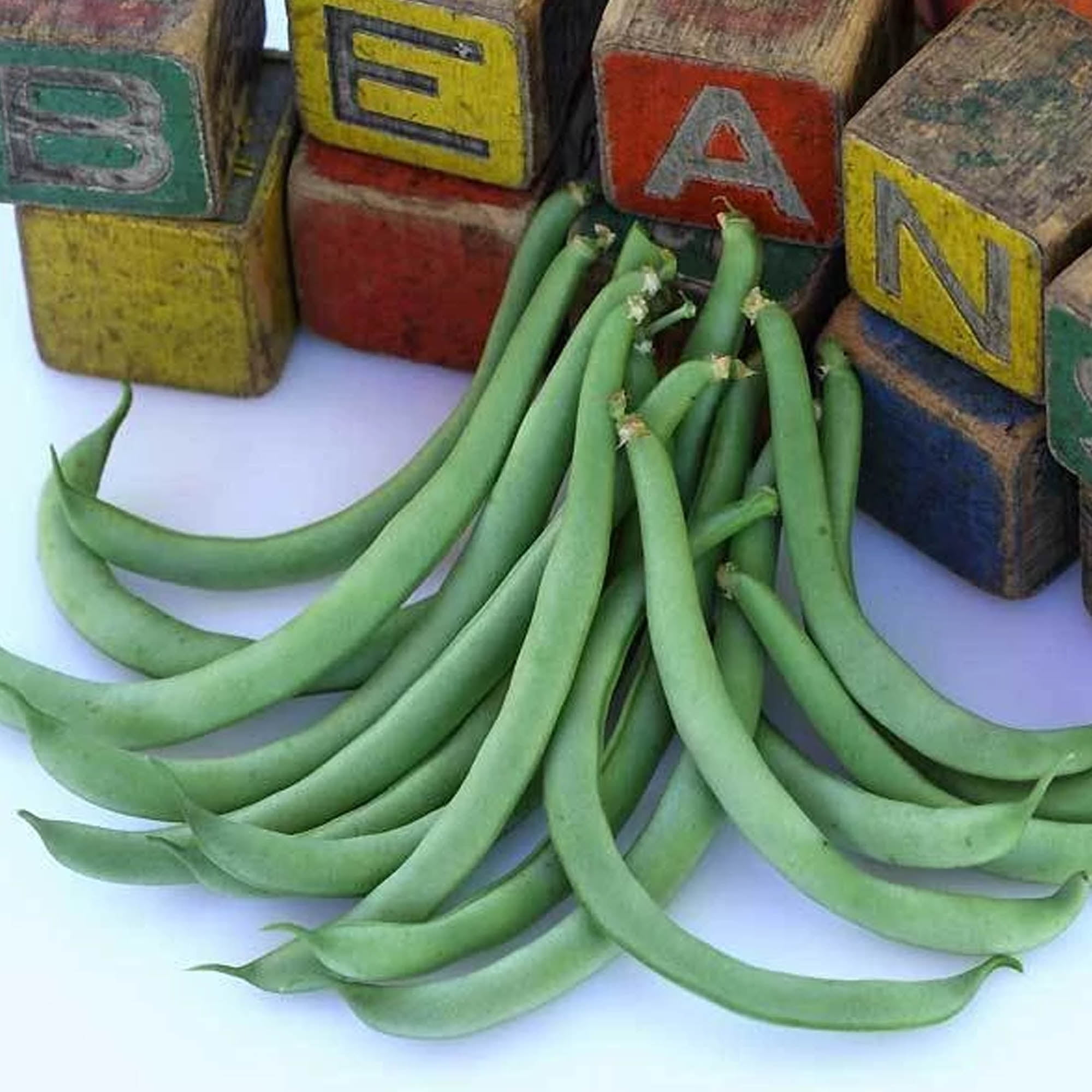 Black Valentine Bush Beans 5 LB 6,800 Seeds Heirloom, Open