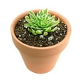 thumbnail image 6 of Aeonium Emerald Ice (4"+ Clay Pot) - Tiny, Lovely, and Easy to Care Rosette Succulent - Live Rosette Succulents, 6 of 6